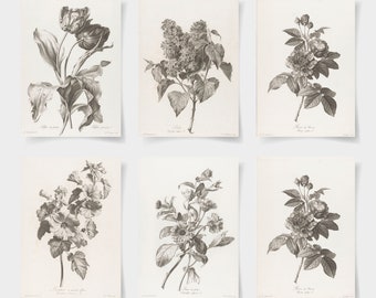 Set di stampa botanica di 6 fiori, poster botanico Fiore selvatico, arte floreale della parete, poster da giardino vintage, arte floreale, stampa giardino vittoriano