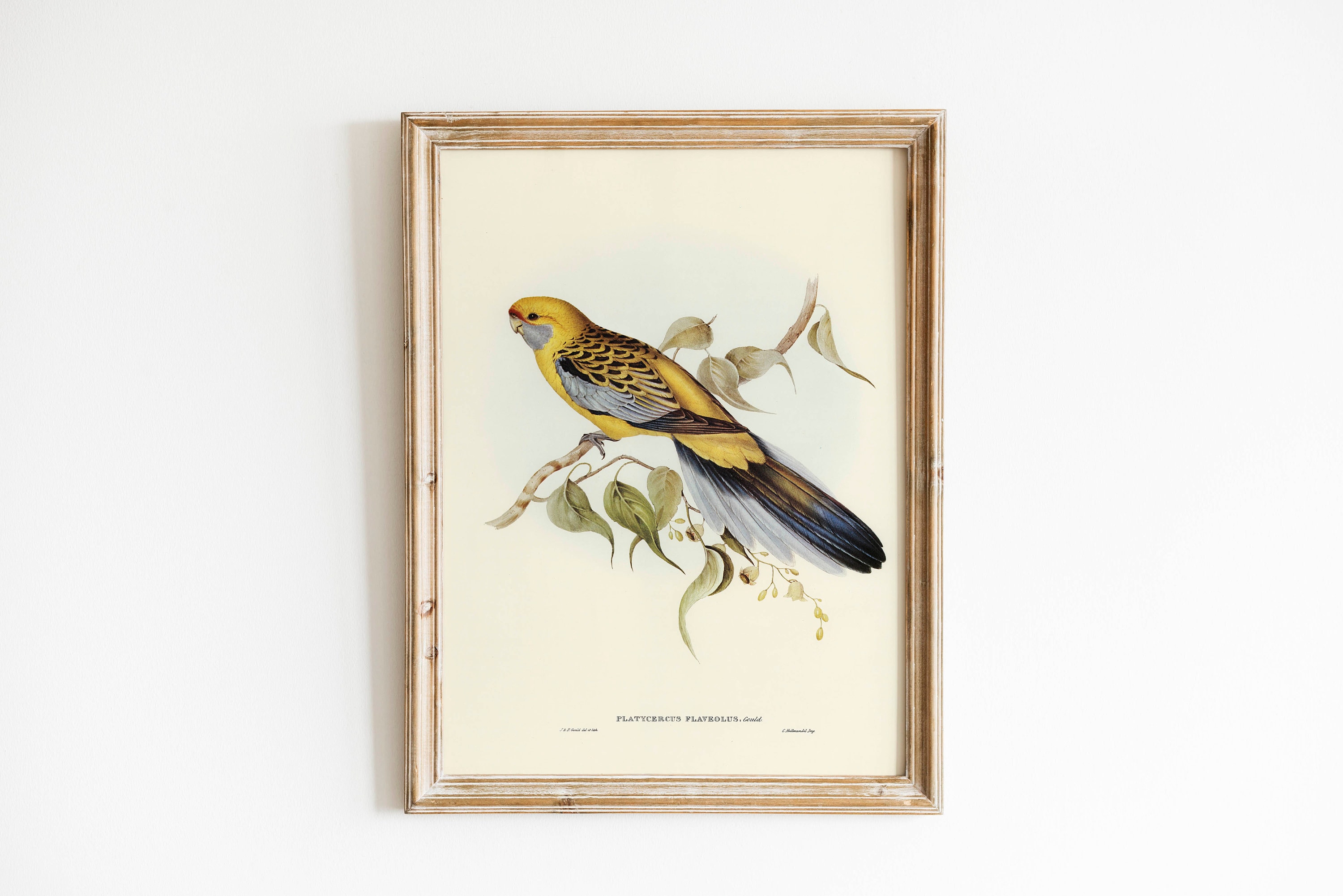 Vintage Audubon Bird Prints, Set of 6, Coastal Wall Art - Etsy Australia