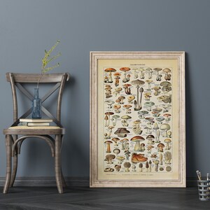 May include: A vintage botanical illustration of various mushrooms, with detailed drawings of different species. The poster is framed in a white frame and hangs on a blue wall.