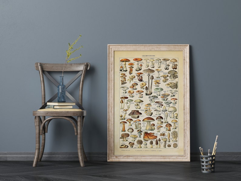 May include: A vintage botanical illustration of various mushrooms, with detailed drawings of different species. The poster is framed in a white frame and hangs on a blue wall.