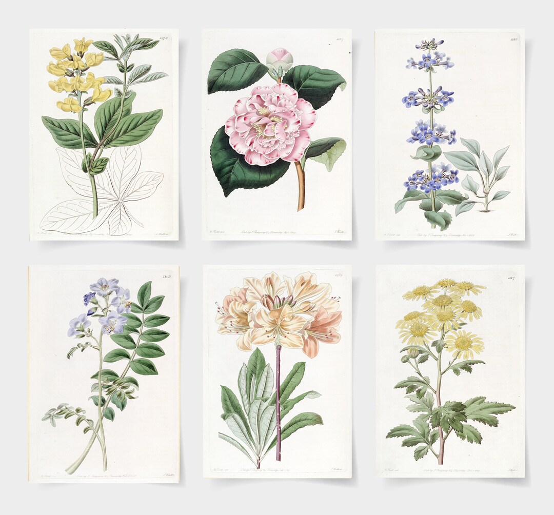 Botanical Print Set, Wildflower Vintage Garden Poster, Floral Wall Art ...
