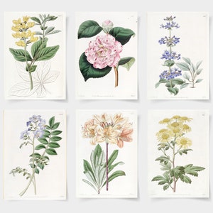 botanical print, Botanical poster set of 6 flowers, Botanical Prints Wildflower, Floral Wall Art, Vintage garden poster, floral art,