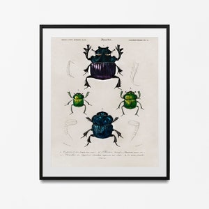 Vintage Science Print Insect geschilderd door Adolphe Millot, Larousse Insecten Grafiek Bugs Poster Home Decor beste cadeau idee