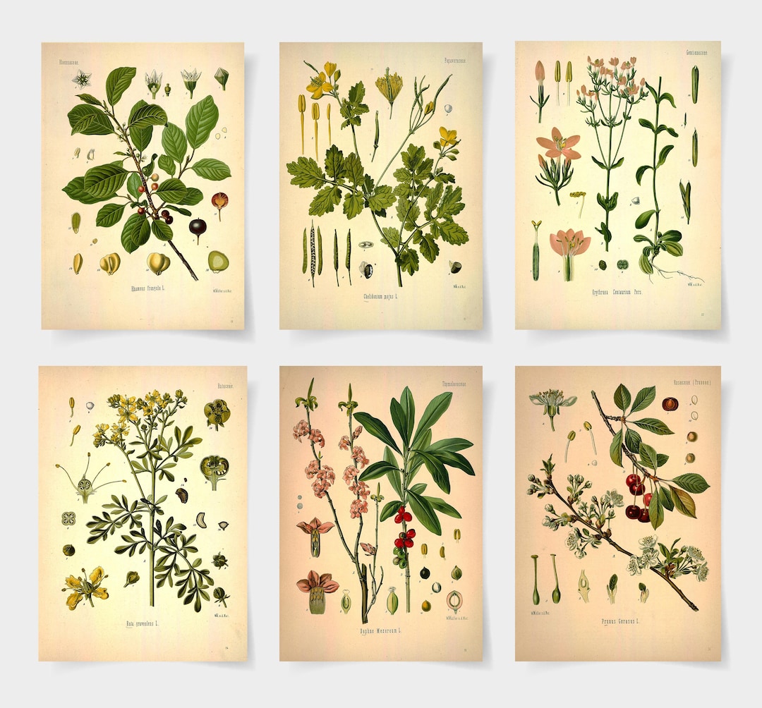 Vintage Botanical Print Set, Wildflower Garden Art, Set of 6 - Etsy