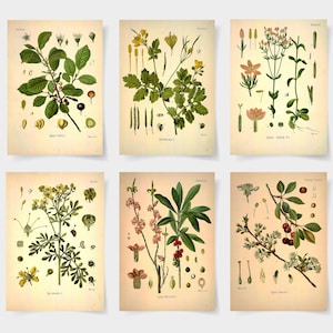 Set di 6 poster botanici con fiori, stampe botaniche di fiori selvatici, arte floreale da parete, poster da giardino vintage, arte floreale, stampa da giardino vittoriana