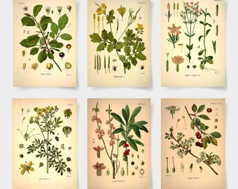 Puede incluir: Seis ilustraciones botánicas vintage de diferentes plantas, cada una con un nombre científico y un nombre latino. Las ilustraciones están en una paleta de colores apagados de verde, marrón, amarillo y rosa.