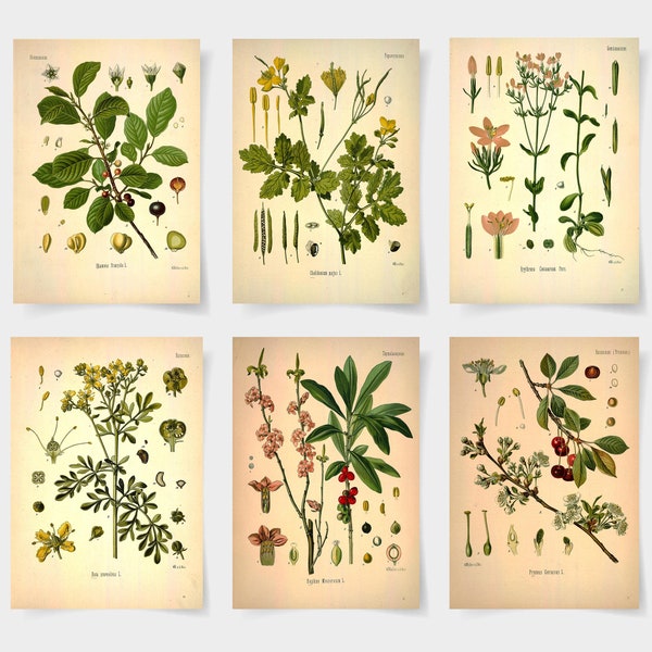 Botanisches Poster 6er Set Blumen, Botanischer Druck Wildblumen, Florale Wandkunst, Vintage Garten Poster, florale Kunst, Viktorianischer Garten Druck