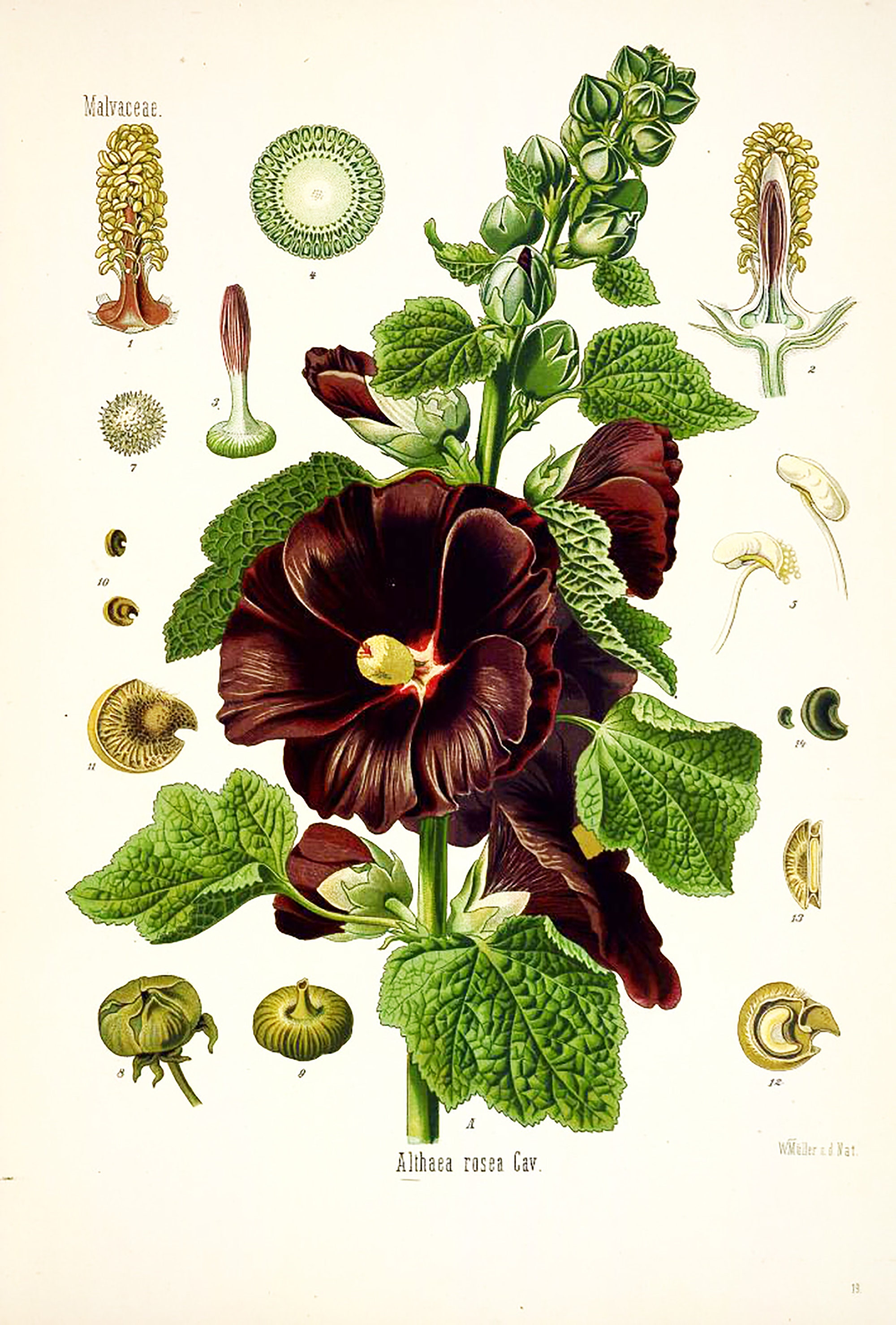 Botanical Poster Set of 6 Flowers, Botanical Prints