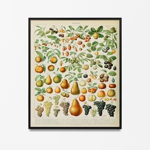 Adolphe Millot Tuin groenten, Adolphe Millot Vintage Poster, Vintage Wanddecoratie, Botanische Prints, Botanische kunst, Keuken poster
