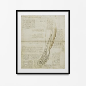 Leonardo Da Vinci Vintage Anatomy muscles Poster, Anatomy wall decoration for your office