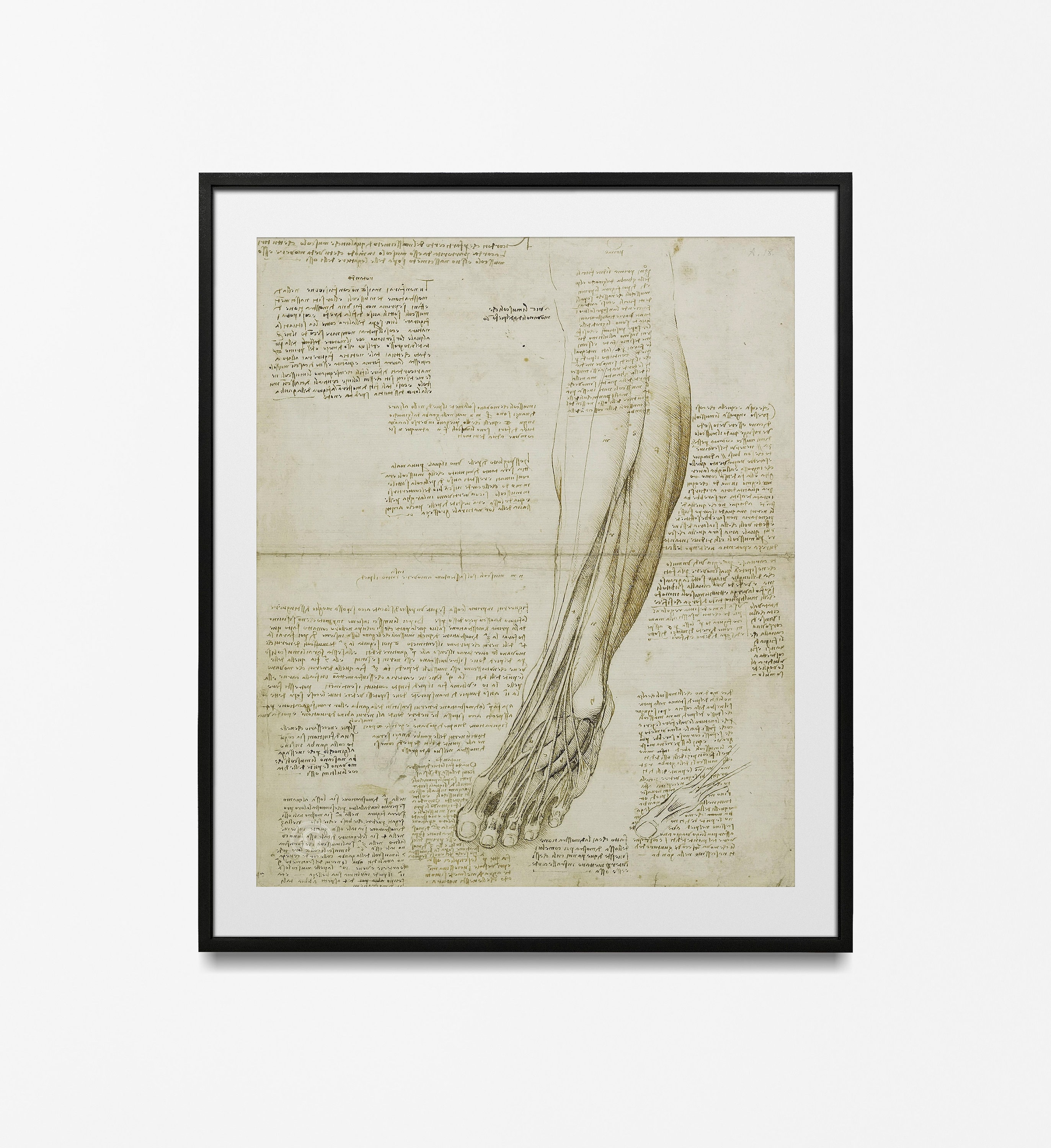 Leonardo Da Vinci Vintage Anatomy Muscles Poster, Anatomy Wall ...