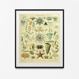 Póster de vida marina, arte oceánico, impresión de Larousse Adolphe Millot, ilustración científica de estilo vintage, vida marina, decoración costera, vida marina