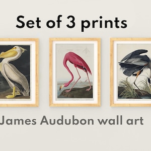 Audubon Birds set of prints, Vintage Audubon American Pelican, Flamingo Print, Flamingo Illustration, Great blue Heron Print, Coastal decor