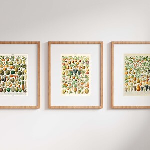 May include: Three framed vintage botanical prints featuring illustrations of various fruits and vegetables. The prints are in a light brown frame with a white mat and a white background. The prints are arranged in a row on a white wall.