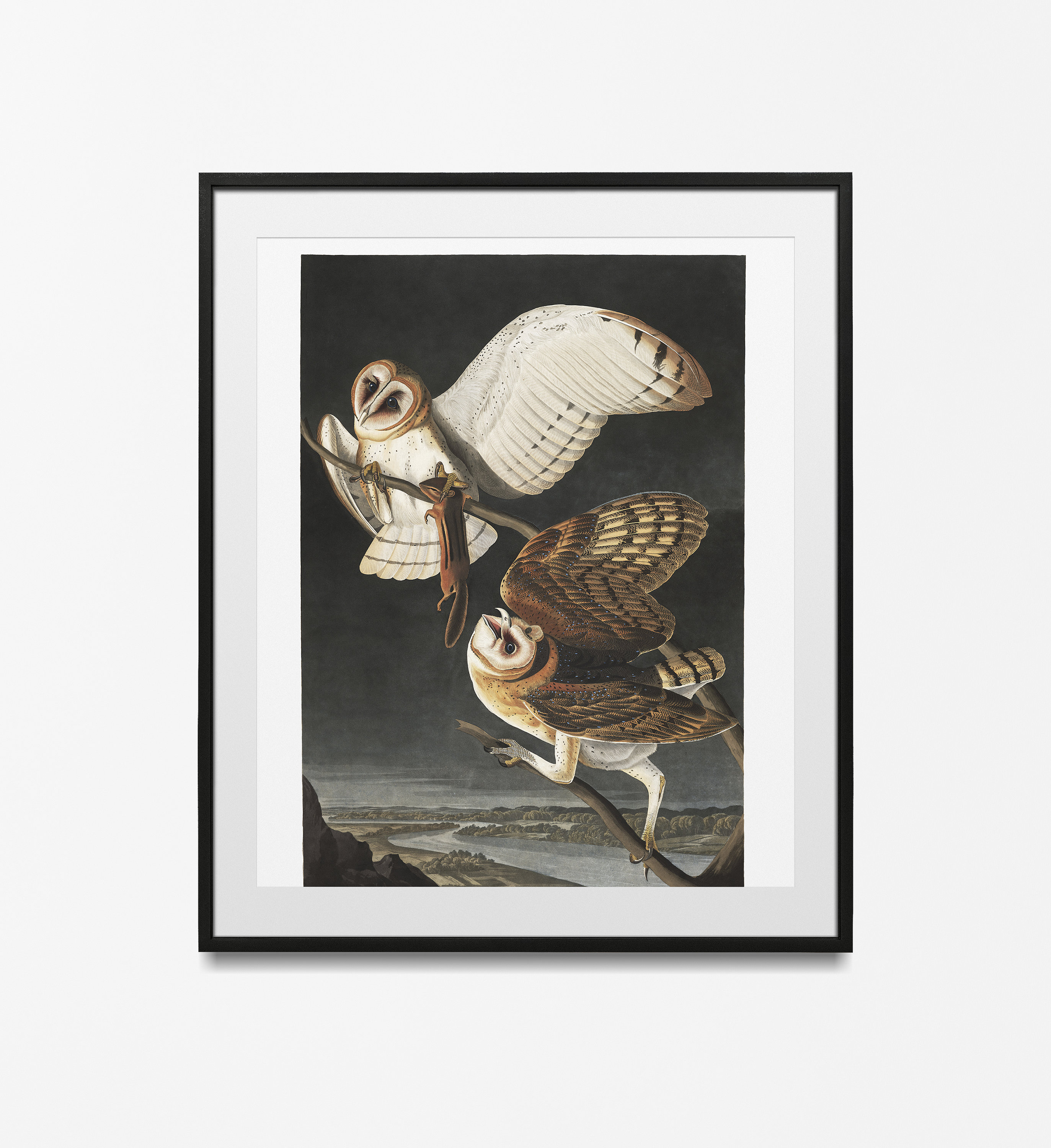 Audubon Owl Print, vintage bird poster