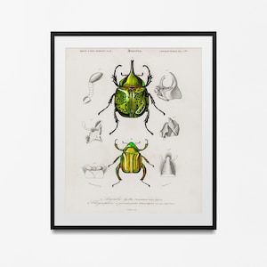 Insekt Poster Kunst, Biologie Diagramm Druck, Adolphe Millot Vintage Wissenschaftliche Illustration Vintage Insekt Print Insekt Decor Plate von Insekten
