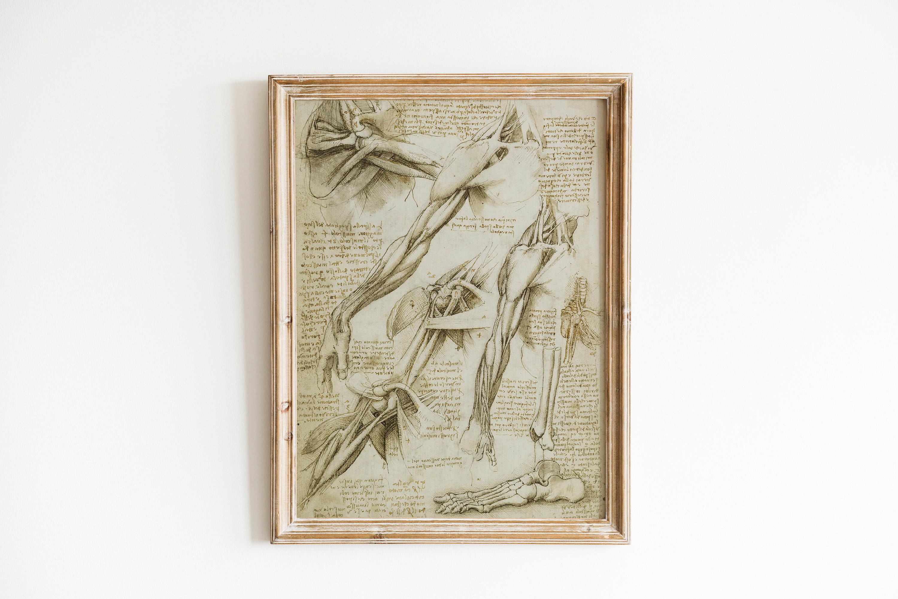 Set of 6 Prints Leonardo Da Vinci the Vitruvian Man, Set of