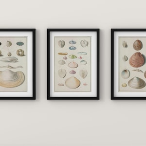3er-Set Muscheln Art Prints, Muschel Gemälde, Nautische Ozean-Wand-Dekor, moderne Muschel-Zeichnungen, viktorianisches Plakat