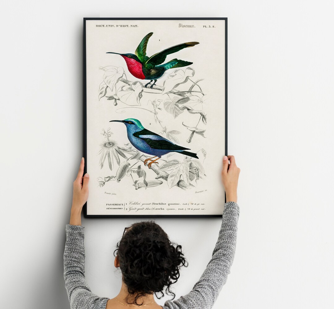 Free Shipping! Trademark Fine Art Audubon Bird and Botanical