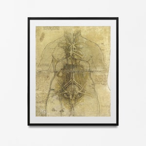 Leonardo Da Vinci Vintage Anatomy muscles Poster, Anatomy wall decoration for your office