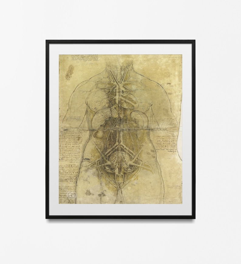 Leonardo Da Vinci Vintage Anatomy Muscles Poster, Anatomy Wall ...
