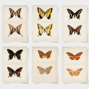 butterfly print set of 6 prints, butterfly poster set of 6, vintage butterfly print, butterfly art, butterfly art print, butterfly prints,