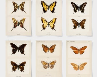 Vintage Butterfly Art Print Set, Giclee Posters, Set of 6