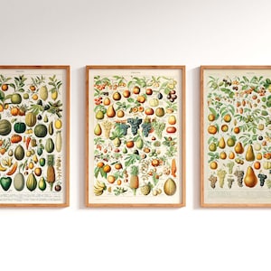 3er Set Gemüse, botanische Drucke Obst Adolphe Millot, Blumen Wandkunst, Millot Drucke, Garten Poster, Blumenkunst