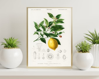 Vintage Lemon Botanical Print, Floral Wall Art Decor