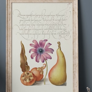 Victorian vintage botanical poster with  Birds - Watercolor graphic, Mira Calligraphiae Monumenta, Georg Hoefnagel