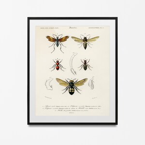 Könnte beinhalten: Eine Vintage-Illustration von vier verschiedenen Wespenarten. Die Wespen sind detailliert dargestellt, mit deutlich sichtbaren Flügeln, Beinen und Antennen. Die Illustration ist im klassischen Stil gehalten, mit weißem Hintergrund und schwarzen Umrissen.