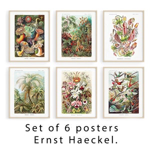 Haeckel Set of 6 Vintage Botanical Prints poster, Botanical Print Set, Set of 6 Plant Poster Wildflower Prints Nature Prints Flower Posters