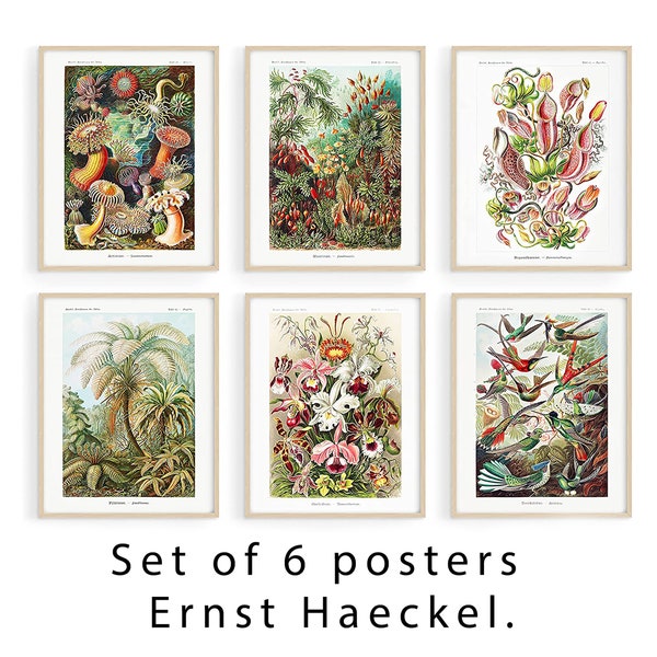 Haeckel Set of 6 Vintage Botanical Prints poster, Botanical Print Set, Set of 6 Plant Poster Wildflower Prints Nature Prints Flower Posters