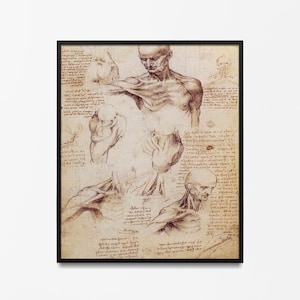 Leonardo Da Vinci Vintage Anatomy muscles Poster, Anatomy wall decoration for your office, anatomy art