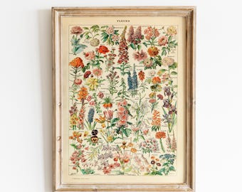 Vintage Flower Print 1909 - Adolphe Millot vintage prints, botanical wall art, vintage posters,