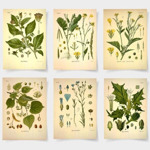 botanical print Botanical poster set of 6 flowers, Botanical Prints Wildflower, Floral Wall Art, Vintage garden poster, floral art,