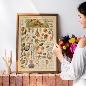 Póster de vida marina o arte oceánico, increíble impresión de Larousse Adolphe Millot, ilustración científica de estilo vintage, arte marino, decoración costera.