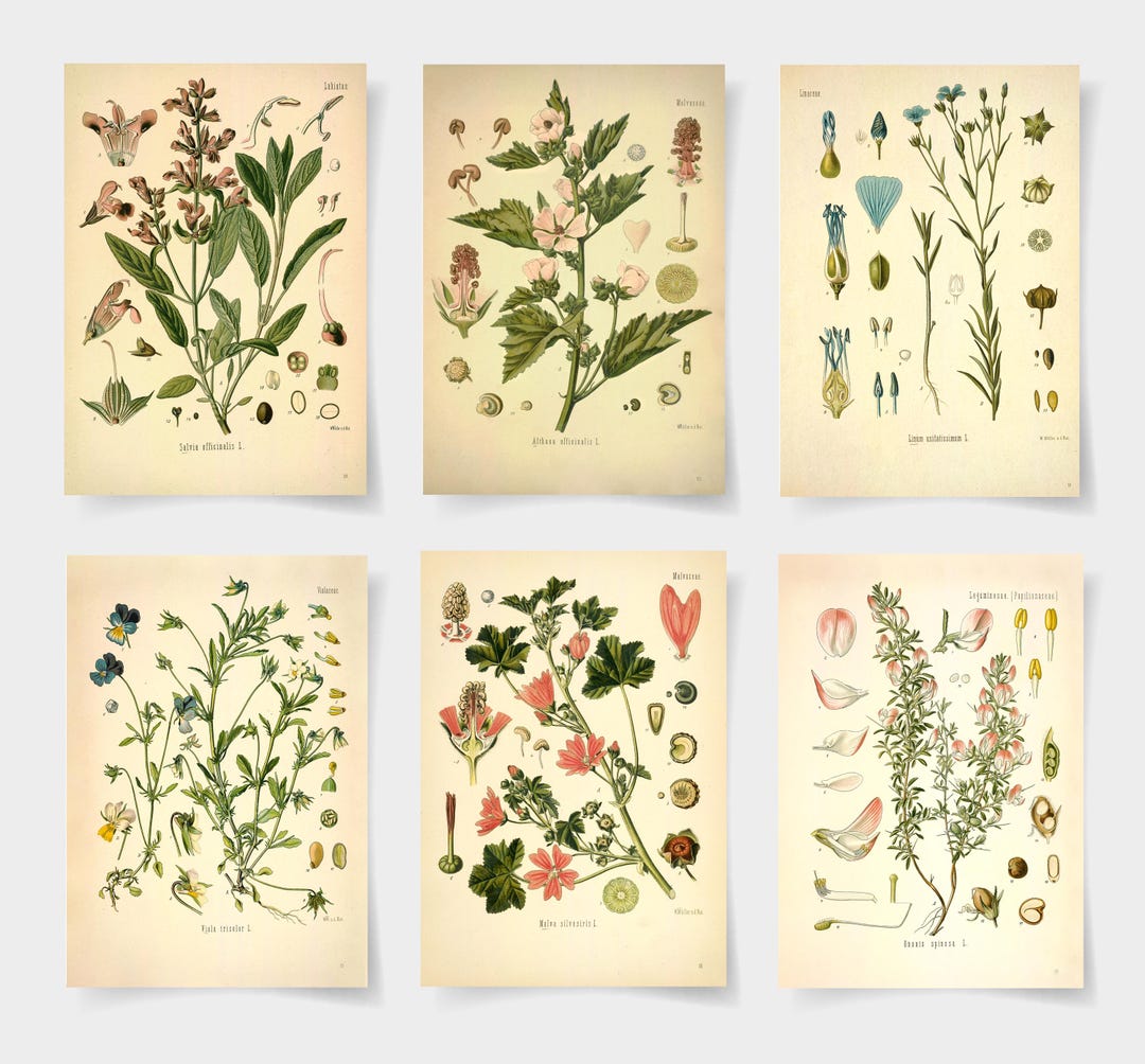 Botanical Print Botanical Poster Set of 6 Flowers, Botanical Prints ...