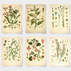 botanical print Botanical poster set of 6 flowers, Botanical Prints Wildflower, Floral Wall Art, Vintage garden poster, floral art,
