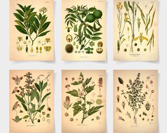 Puede incluir: Seis ilustraciones botánicas vintage de diferentes plantas, incluyendo un nogal, una salvia, un tomillo, una malva, una mostaza y un laurel. Cada ilustración presenta dibujos detallados de la planta, sus hojas, flores y semillas.