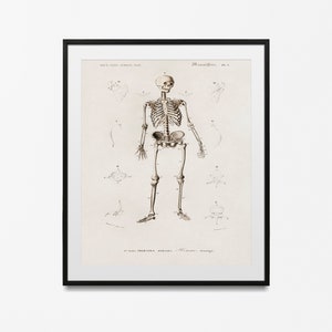 Illustrazione anatomia schizzo poster scheletro, stampa anatomica colonna vertebrale in stile Leonardo da Vinci poster stampe vintage