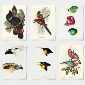 Audubon Birds set of 6 prints, Vintage Audubon American eagle, parrot Print, Flamingo Illustration, Great blue Heron Print,