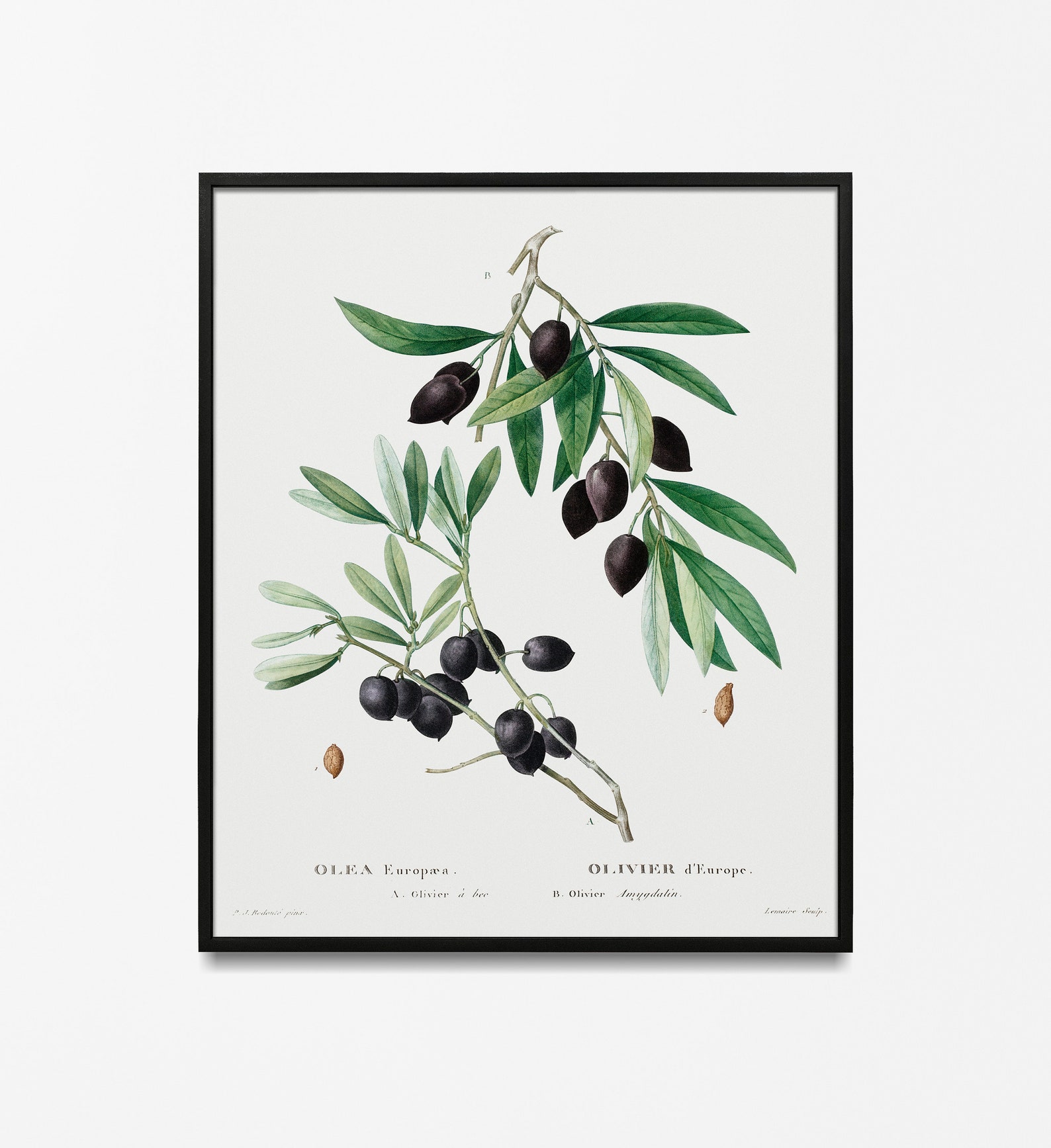 Olive Garden Prints Olive Wall Art Print Garden Botanical - Etsy