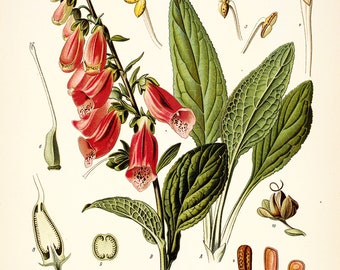 Botanical Poster Set of 6 Flowers, Botanical Prints