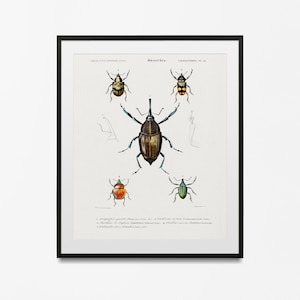 Vintage wetenschappelijke print insect geschilderd door Adolphe Millot, Larousse Insects Chart Bugs Poster Home Decor beste cadeau-idee