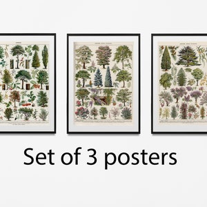Wald Wand Kunst, Wand Baum Poster, Baum 3er-Set Drucke, Baumarten Wandkunst, Bäume Druck Vintage, Bäume Poster, Botanische Kunst,