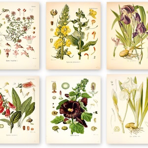 Juego de 6 carteles botánicos con flores, impresiones botánicas de flores silvestres, arte floral para pared, póster de jardín vintage, arte floral, impresión de jardín victoriano