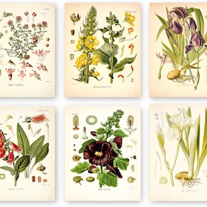 Botanical poster set of 6 flowers, Botanical Prints Wildflower, Floral Wall Art, Vintage garden poster, floral art, victorian garden print