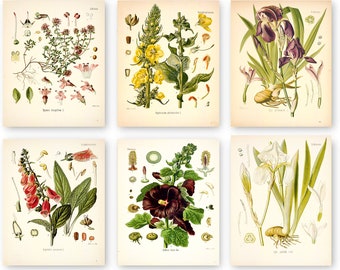 Botanical poster set of 6 flowers, Botanical Prints Wildflower, Floral Wall Art, Vintage garden poster, floral art, victorian garden print