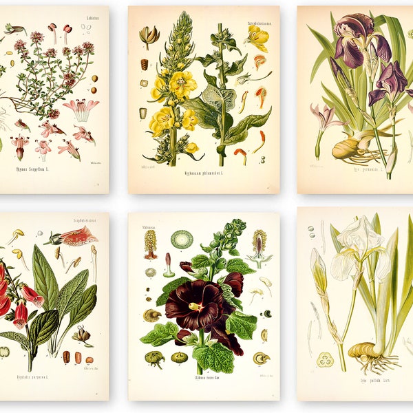 Botanisches Poster Set mit 6 Blumen, Botanische Drucke Wildblumen, Blumen Wandkunst, Vintage Garten Poster, Blumenkunst, viktorianischer Garten Druck